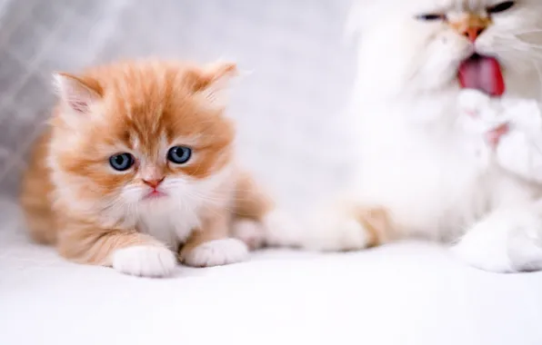 Картинка кошка, взгляд, котёнок, рыжий котёнок