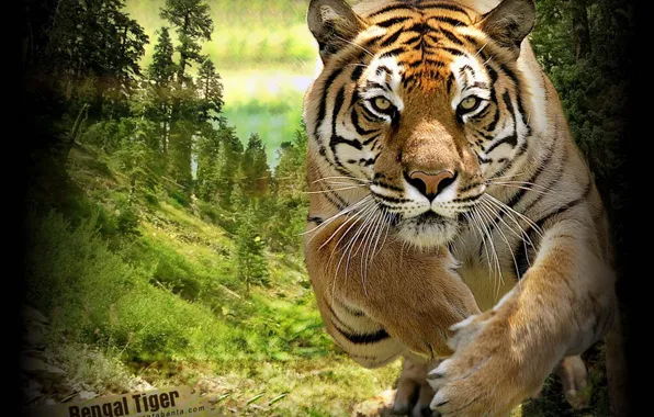Tiger, animal, big cat, Tiger in jungle