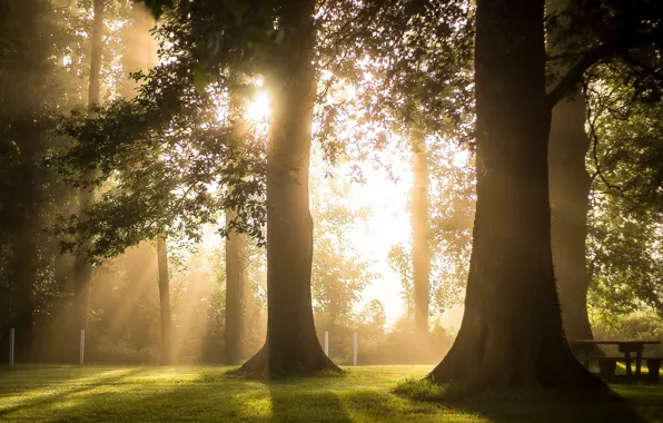 Картинка свет, деревья, утро