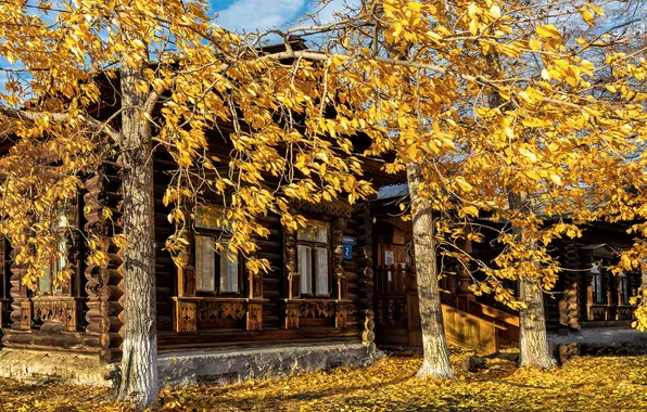 Trees, yellow, autumn, cabin
