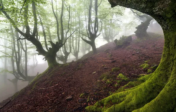 Лес, деревья, природа