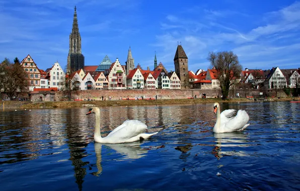 Картинка город, река, дерево, дома, Германия, Бавария, лебеди, Ной-Ульм