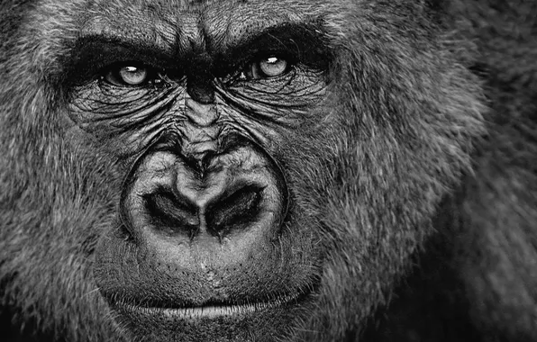 Картинка взгляд, обезьяна, горилла