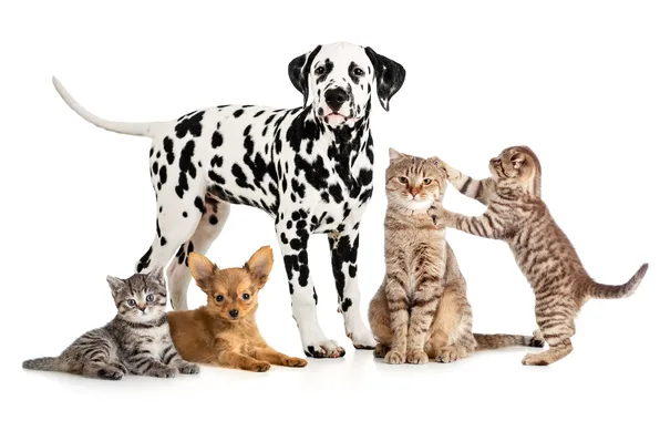 Собаки, кошки, котята, белый фон, далматин, чихуахуа