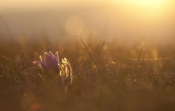 Картинка цветок, трава, солнце, макро, свет, тепло, поляна, растения