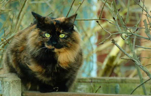 Картинка кошка, взгляд, ветки, забор, разноцветная