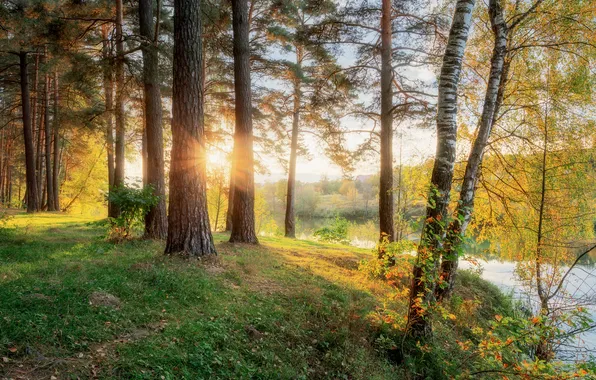 Forest, water, sun, dawn