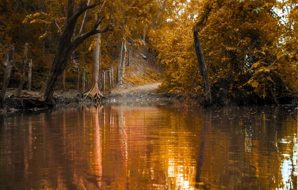 Картинка осень, лес, озеро, листва, Природа, тропа, nature, autumn