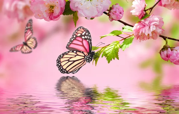 Картинка вода, бабочки, отражение, розовый, весна, цветение, pink, water