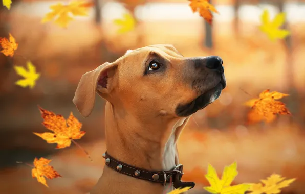Осень, листья, друг, щенок, стаффордширский терьер