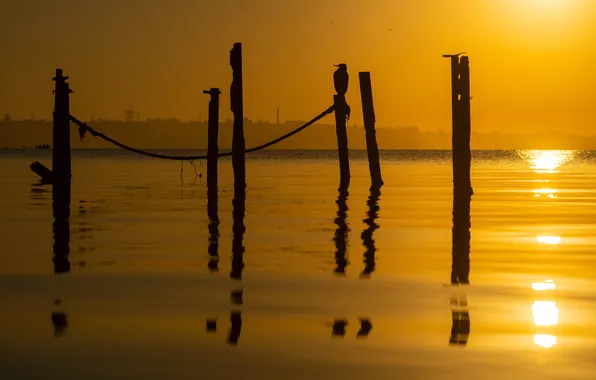 Bird, sunset, water, sticks