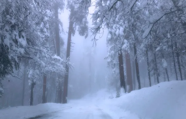 Картинка зима, дорога, лес, снег, деревья, туман, Калифорния, сугробы