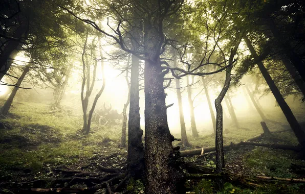 Лес, деревья, туман