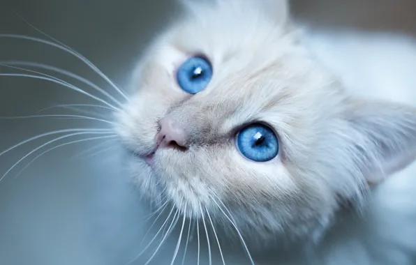 Widescreen, blue eyes, Cat, animal, mustache, nose