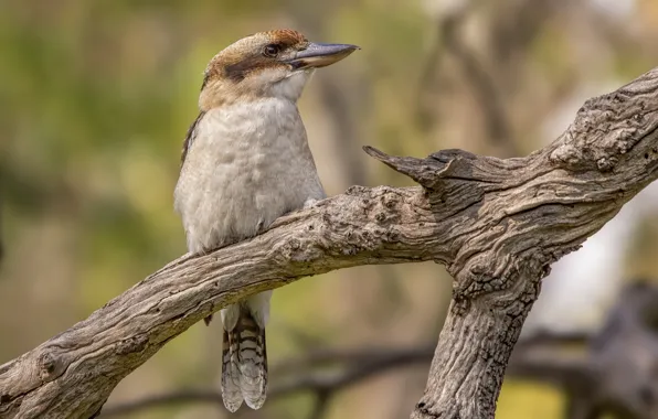 Картинка птица, Woodlands Historic Park, Laughing Kookaburra