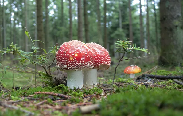 Лес, грибы, мухоморы