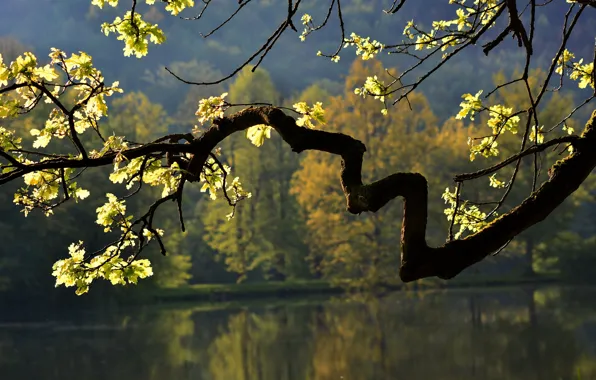 Картинка осень, листья, природа, озеро, дерево, ветка, дуб