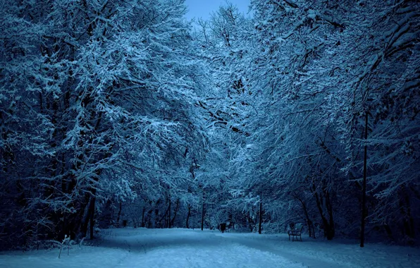 Зима, дорога, снег, деревья, природа, парк, прогулка