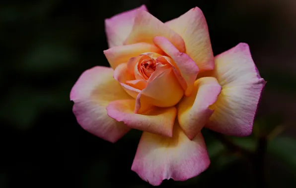 Картинка цветы, оранжевый, темный фон, розы