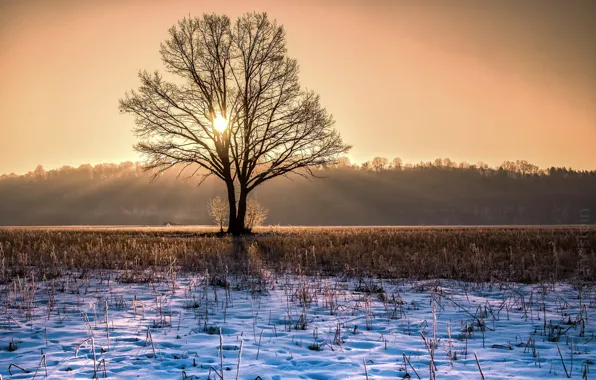 Картинка зима, свет, дерево, утро