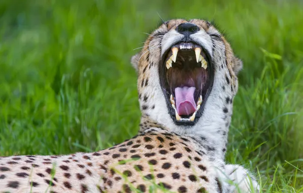 Кошка, гепард, зевает, ©Tambako The Jaguar