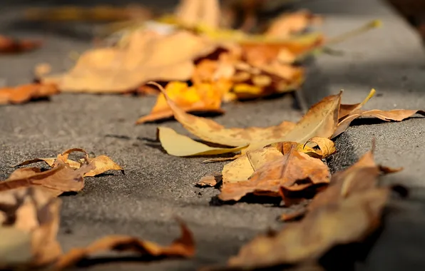 Картинка осень, асфальт, листья