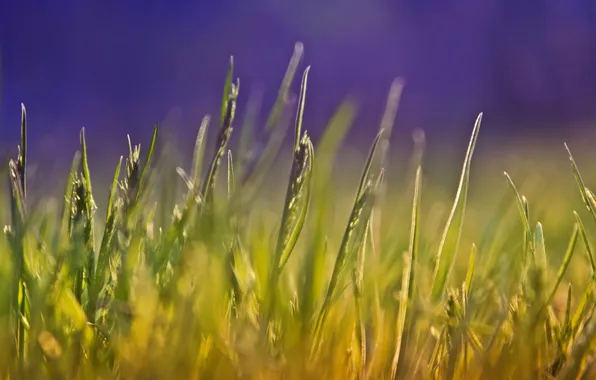 Картинка лето, трава, макро