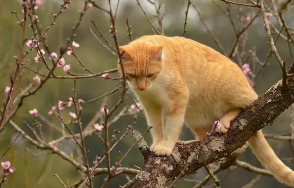 Кошка, кот, ветки, дерево, весна, рыжая, на дереве