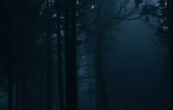 Лес, деревья, природа, туман, Германия, Deutschland, Фельдберг, Feldberg