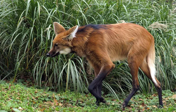 Fox, animal, maned wolf