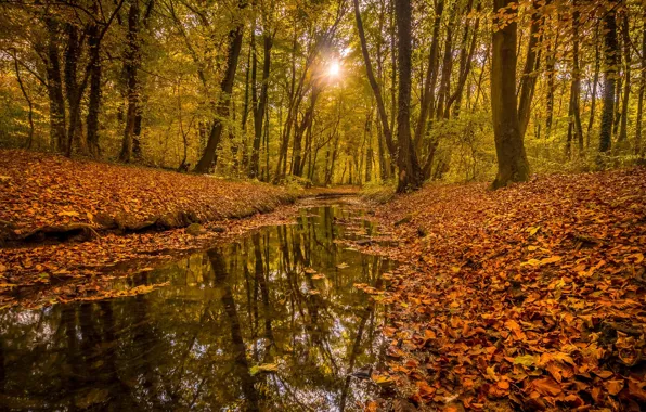 Природа, Осень, Лес, Жёлтые листья