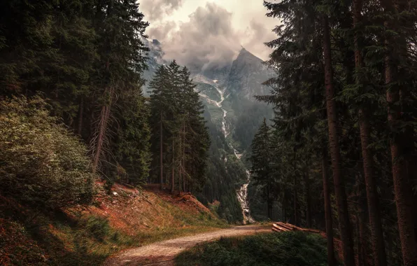 Картинка лес, деревья, горы, тропа, ели, Альпы, Италия, Italy