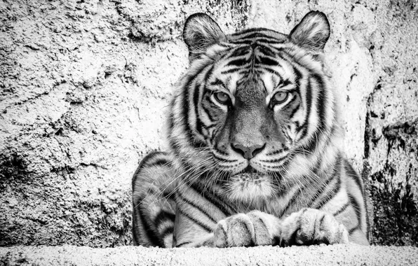 Взгляд, морда, тигр, портрет, чёрно-белая, дикая кошка, монохром, красавец