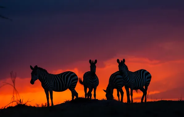 Закат, саванна, африка, зебры