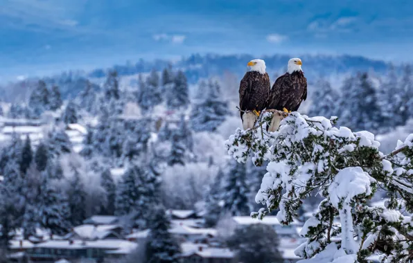 Снег, птицы, ветка, парочка, Белоголовый орлан