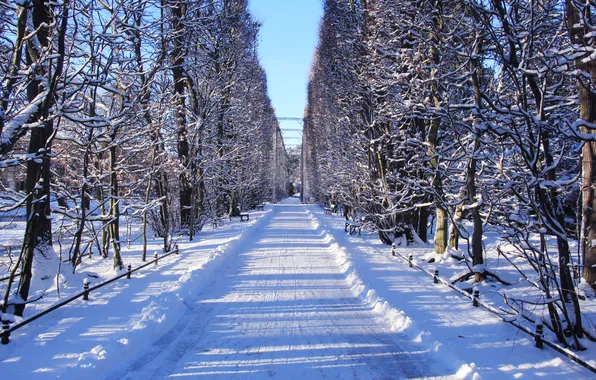 Park, winter, snow, alley