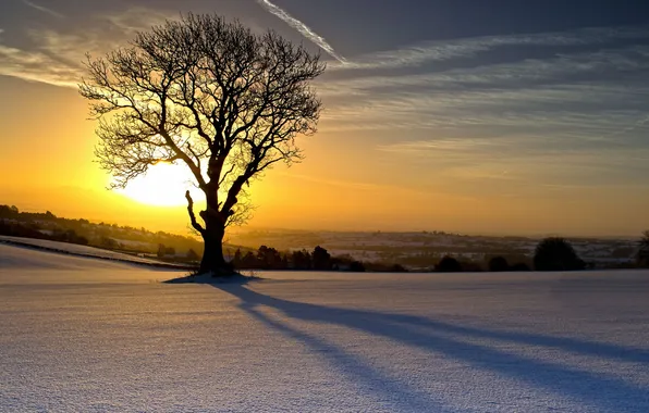Картинка зима, закат, дерево