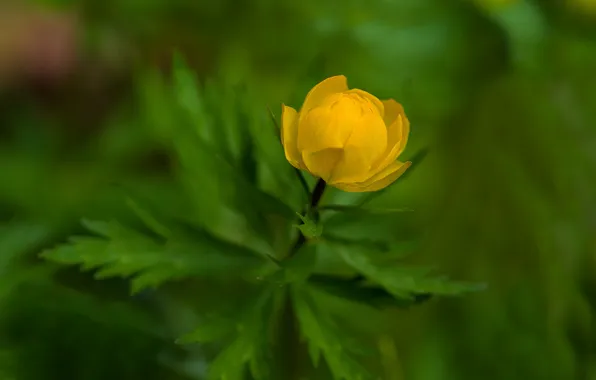 Цветы, природа, боке, купальница