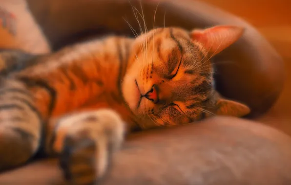 Кошка, кот, свет, отдых, сон, спит, лежит, боке