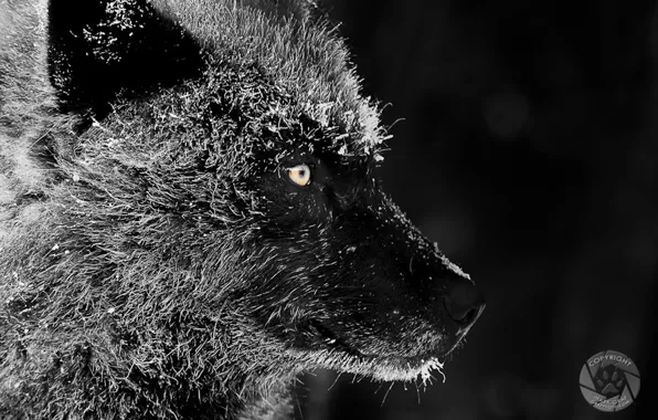 Картинка nature, predator, animal, wolf, wildlife, portrait, black wolf, portrait.