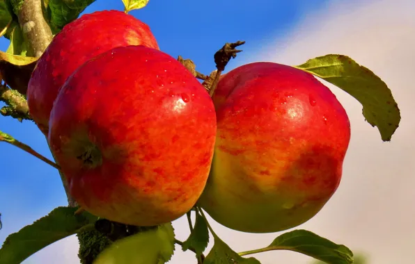 Небо, яблоки, еда, ветка, сад, плоды