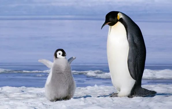 Пингвины, семья, детеныш, птенец, антарктика
