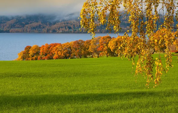 Картинка поле, осень, деревья, природа, озеро, дерево, береза