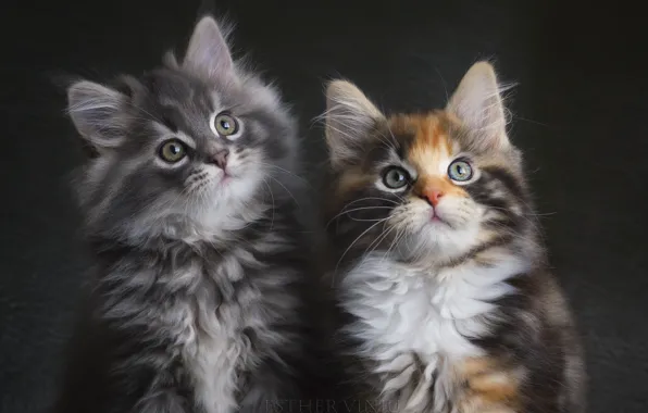 Серый, пара, котята, трехцветная