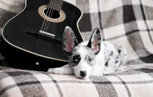 Гитара, собака, щенок, puppy, dog, бордер колли, border collie