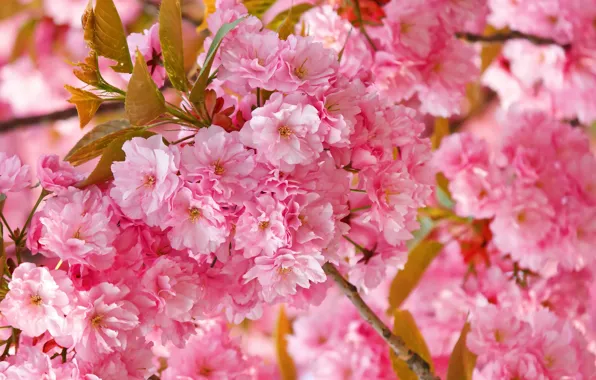 Картинка цветы, весна, сакура, розовые