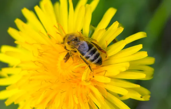 Flower, spring, insect, bee