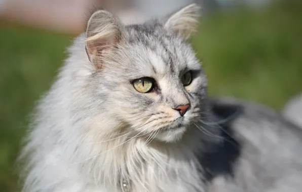 Глаза, кот, шерсть