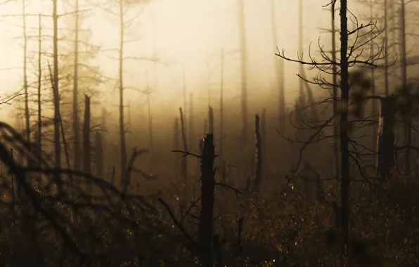 Картинка лес, сосны, бурелом