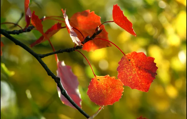 Осень, листья, макро, дерево
